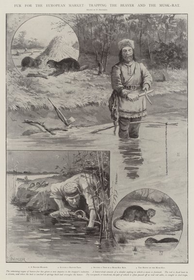 Fourrure pour le marché européen, piégeage du castor et du rat musqué - Paul Frenzeny